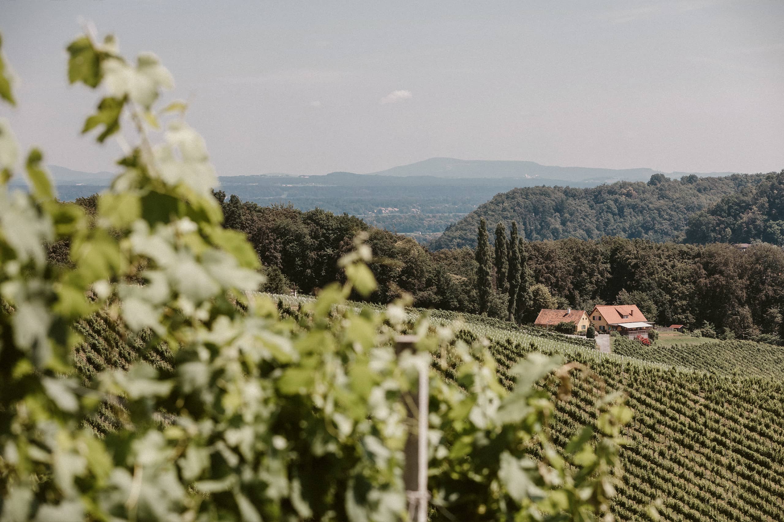 Weingut Trummer Rieden Gebietswein