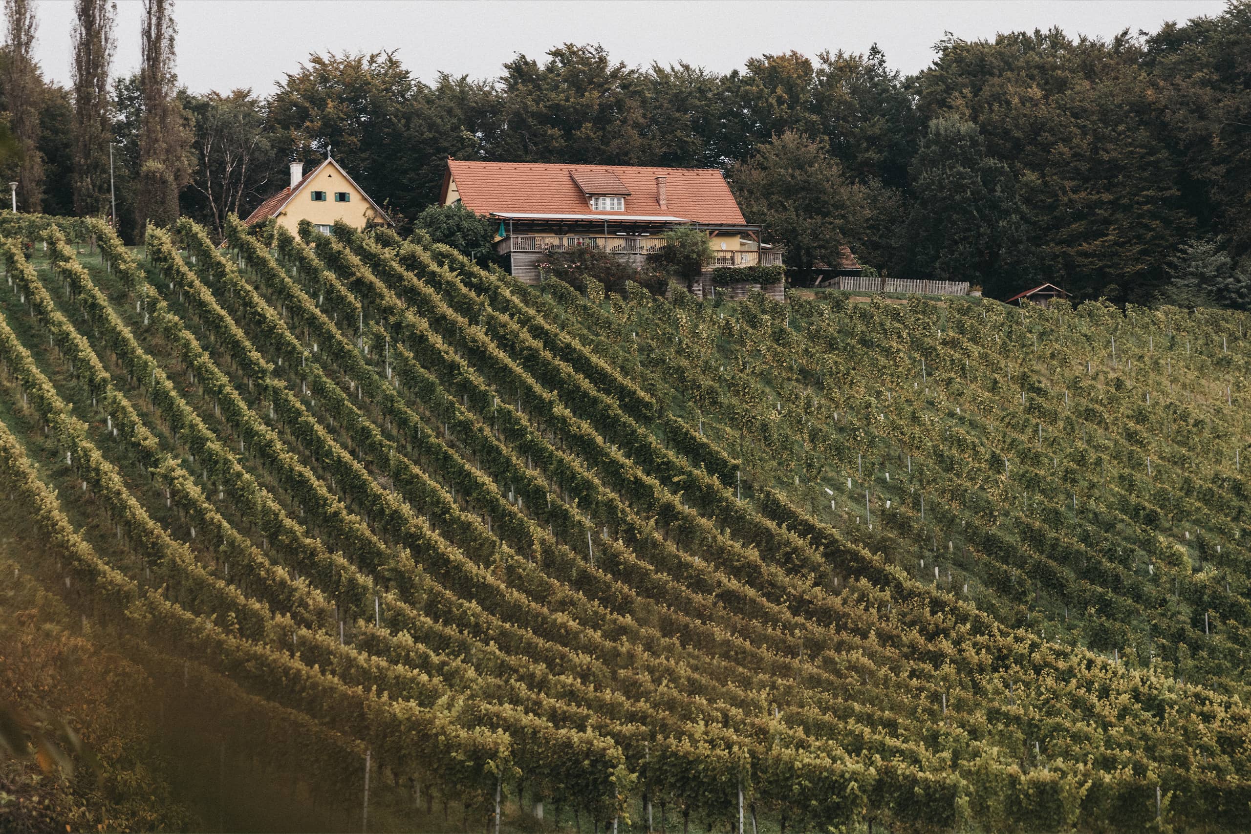 Weingut Trummer Rieden Ortswein